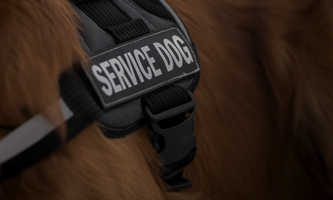 why are service dogs/animals so important?