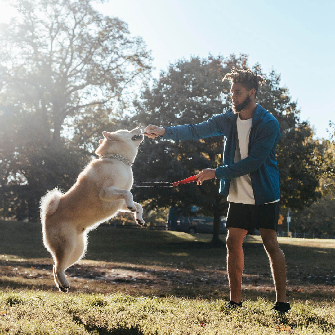 Best Free Dog Training Resources