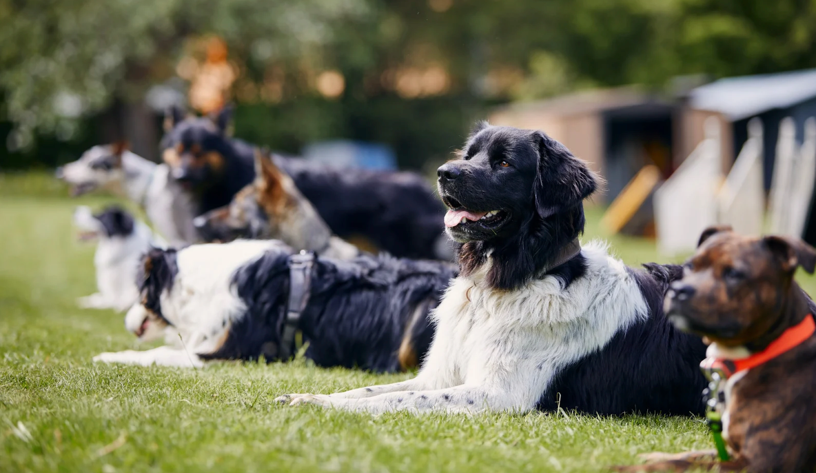 The Key to Understanding Your Pups Drive