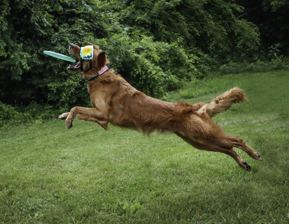 Which Collar Should YOU Order?