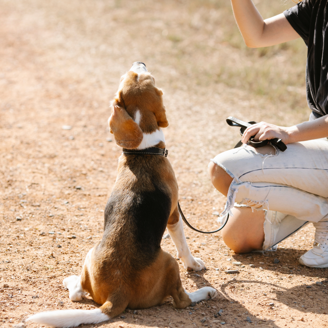 What are the 5 Golden Rules of Dog Training?