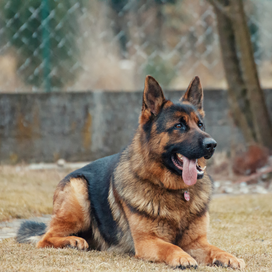What is IPO Dog Training?