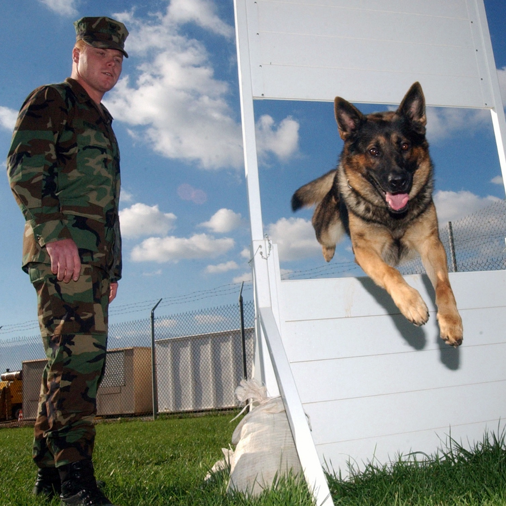 Guide to Military Dog Training | Tactipup Military Dog Gear
