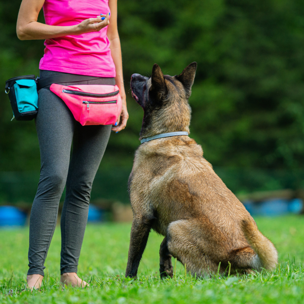 What is Balanced Dog Training Tactical Dog Collars for Training