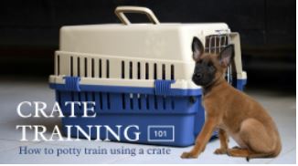 Mastering the Art of Crate Training: Unleash the Power of Discipline