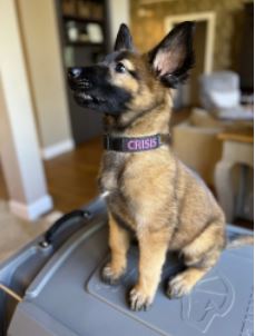 The Science of Selecting a Working Dog Puppy: Why Genetics Matter Most