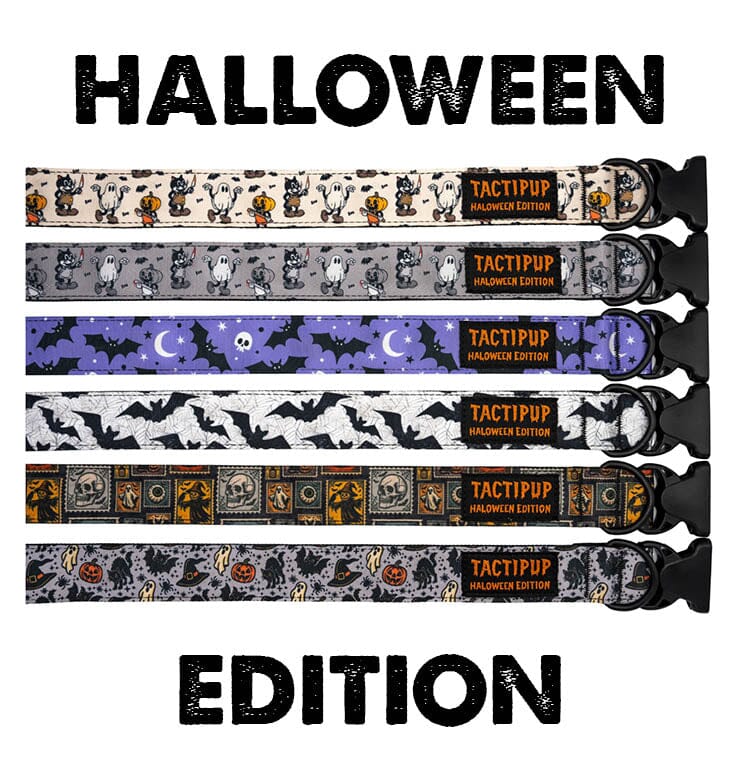 Limited Edition: 1.5&quot; Halloween 2025 Collar