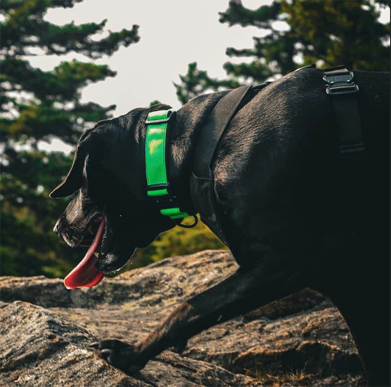 Recon Harness