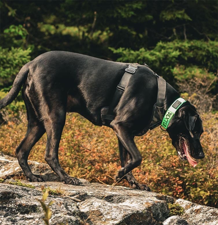 Recon Harness