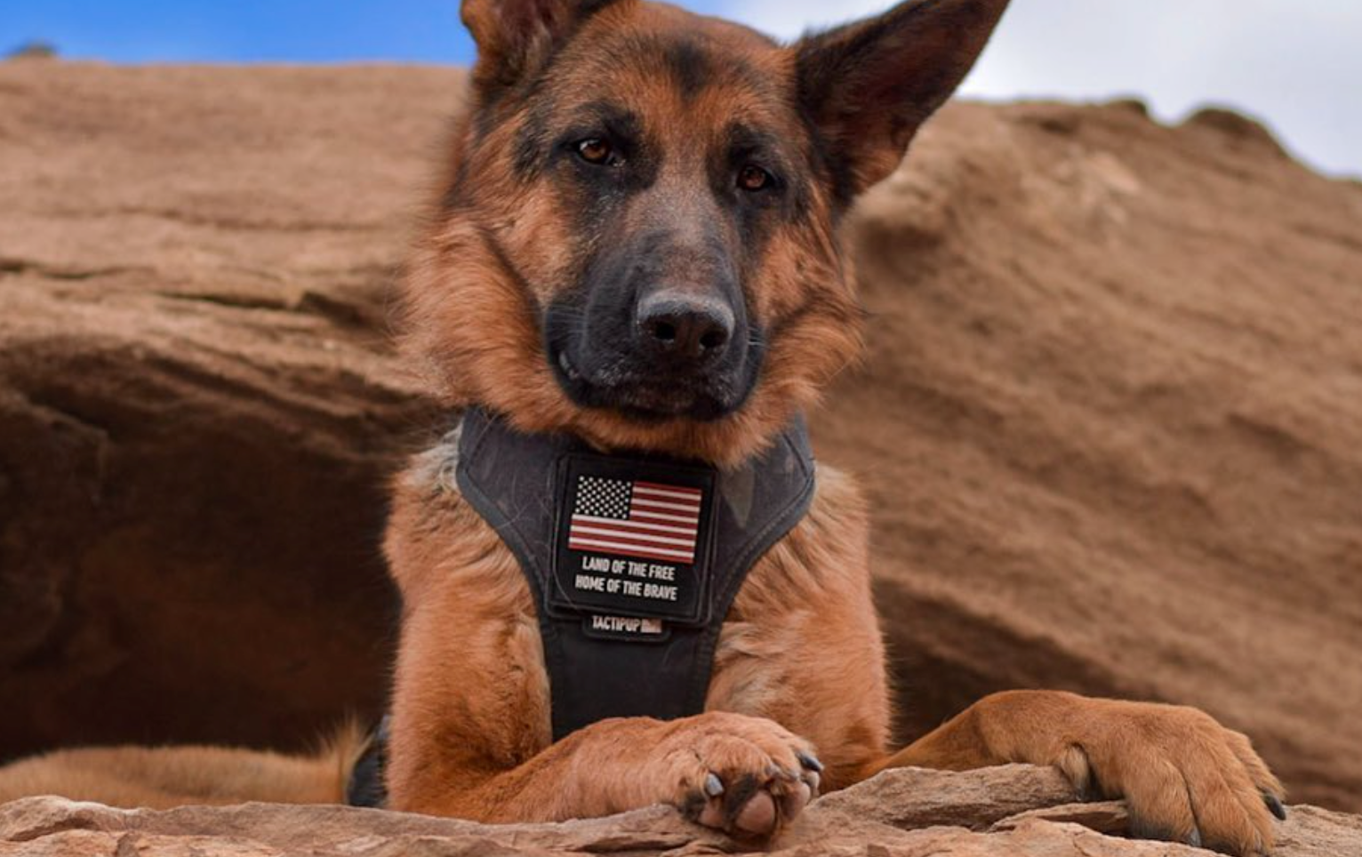 Tactipup - Over-Built Dog Gear - Made in the USA