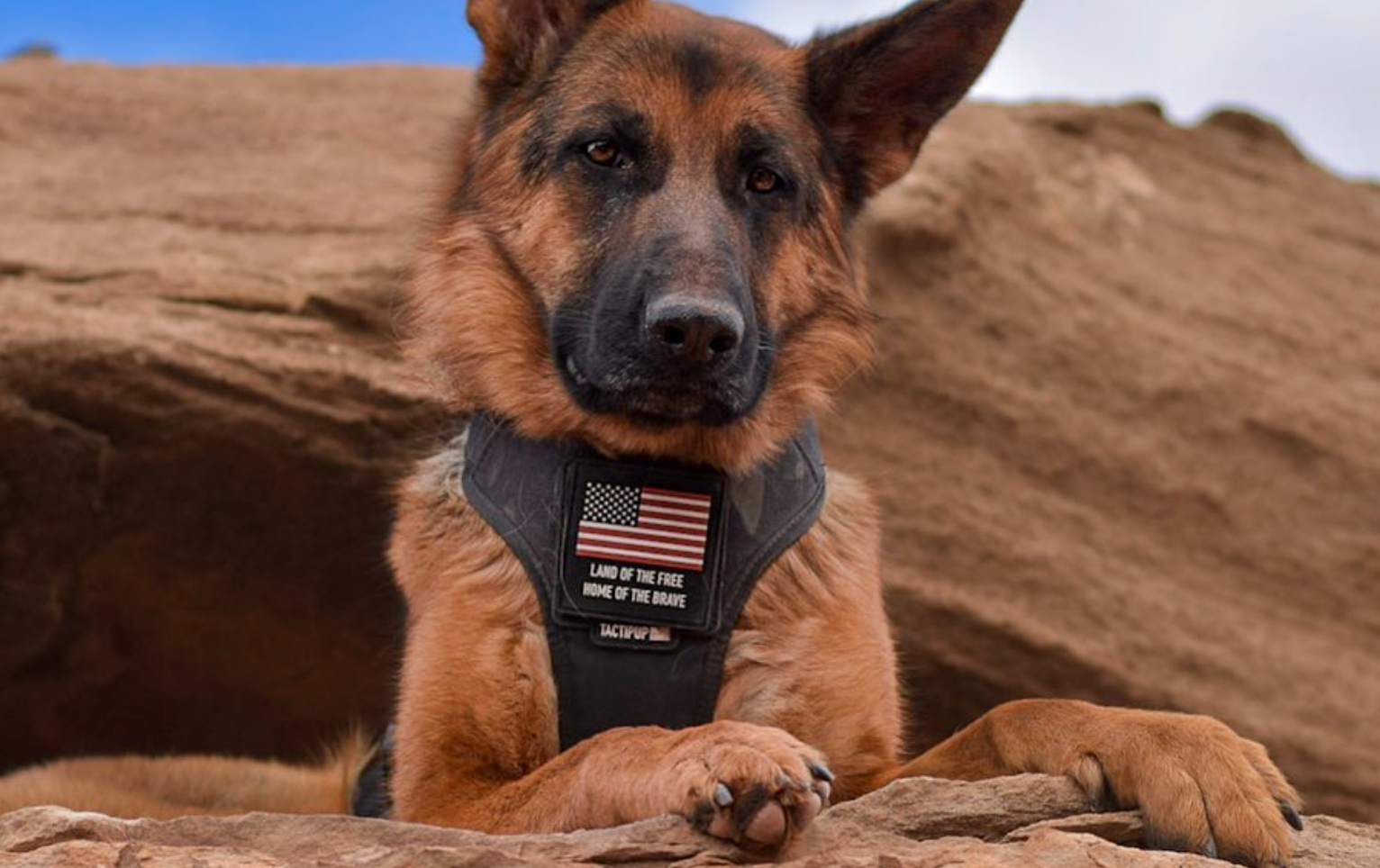 Tactical Dog Collar, Made In the USA 🇺🇸 – Shark Fin Gear Company