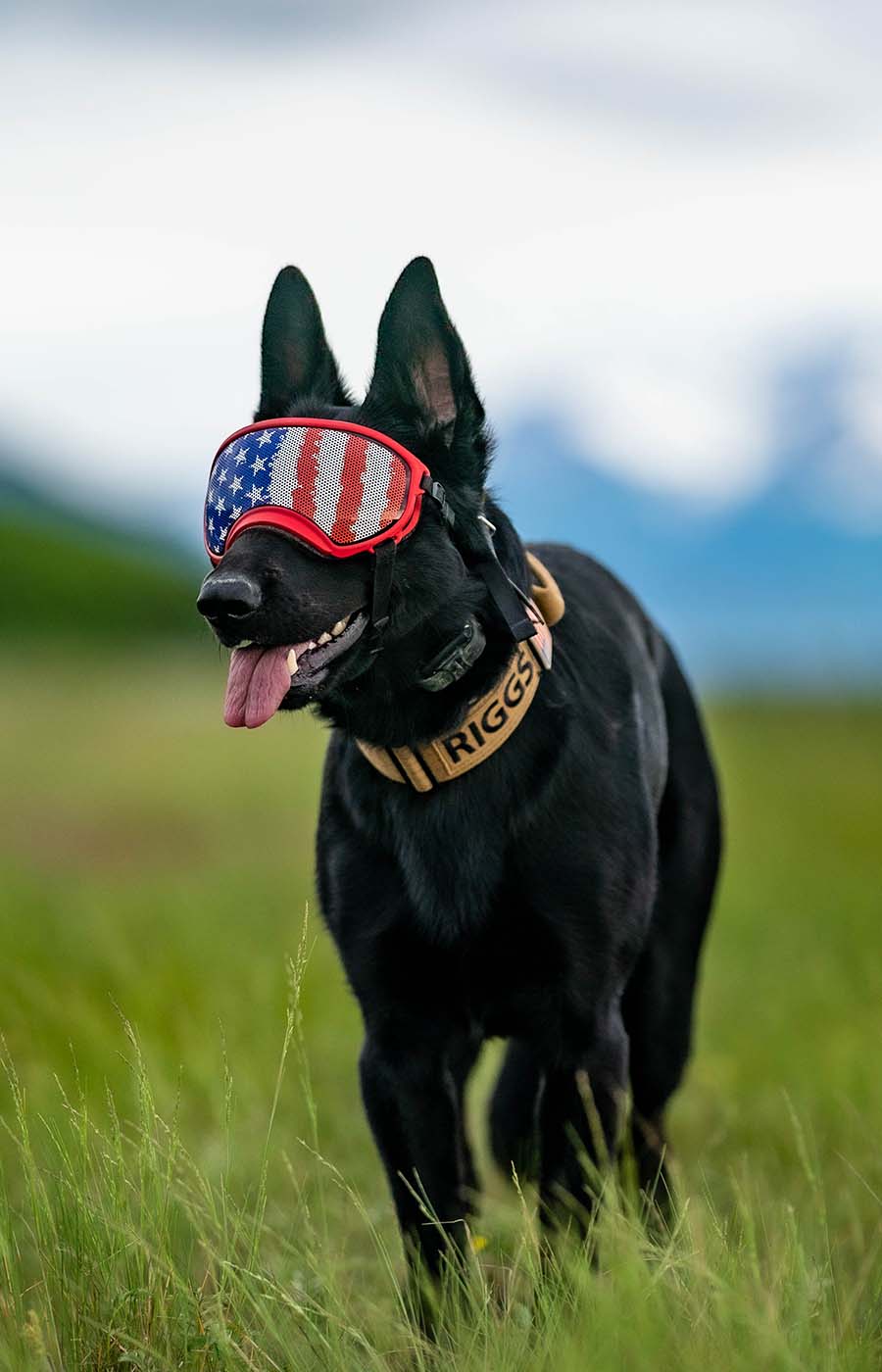 Tactipup - Over-Built Dog Gear - Made in the USA