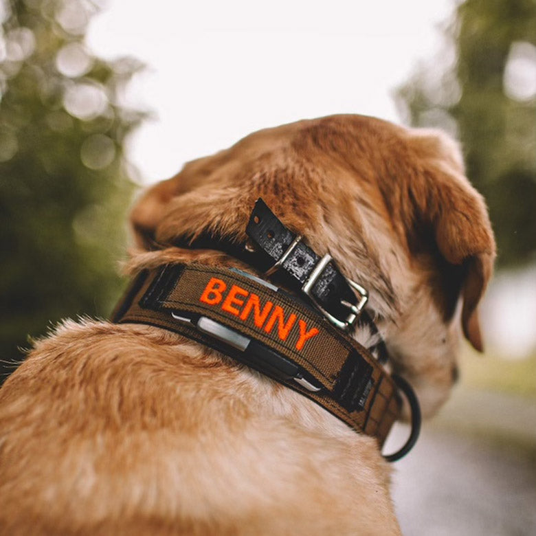 golden retriever dog collar