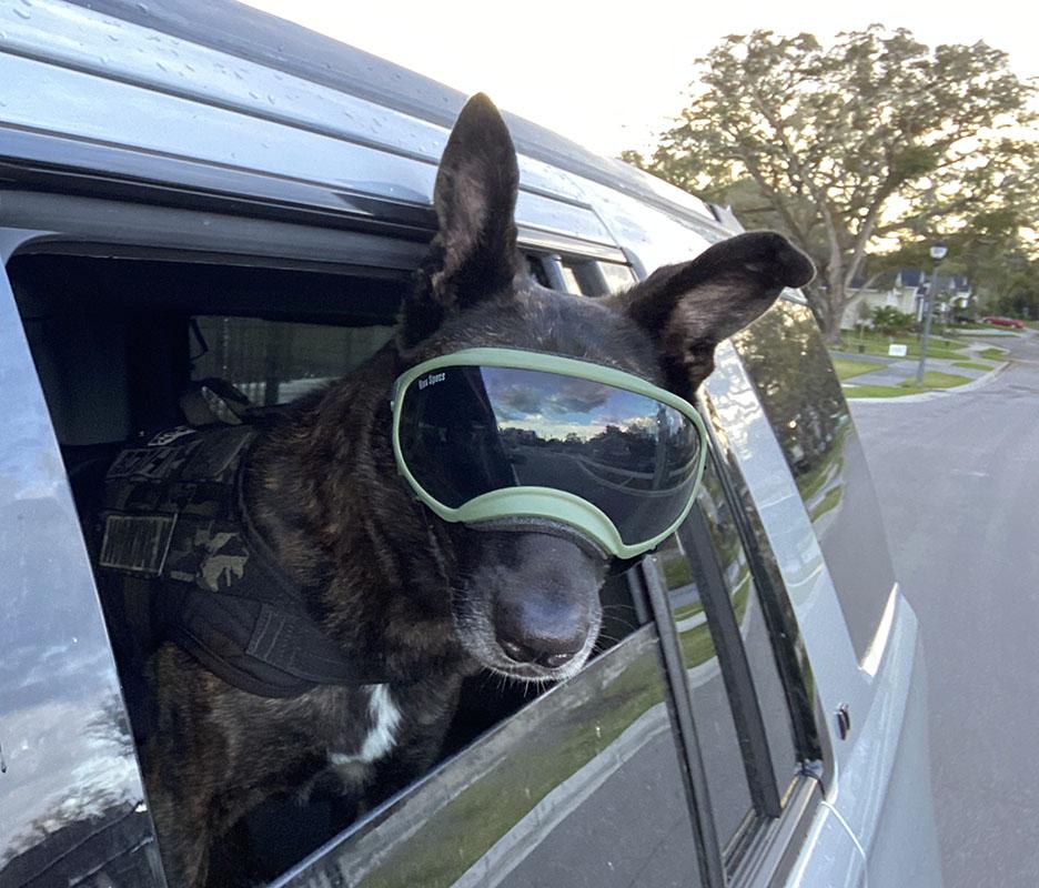 dog in goggles Rex Specs Tactical Goggles for Dogs -Tactipup Tactical Dog Gear