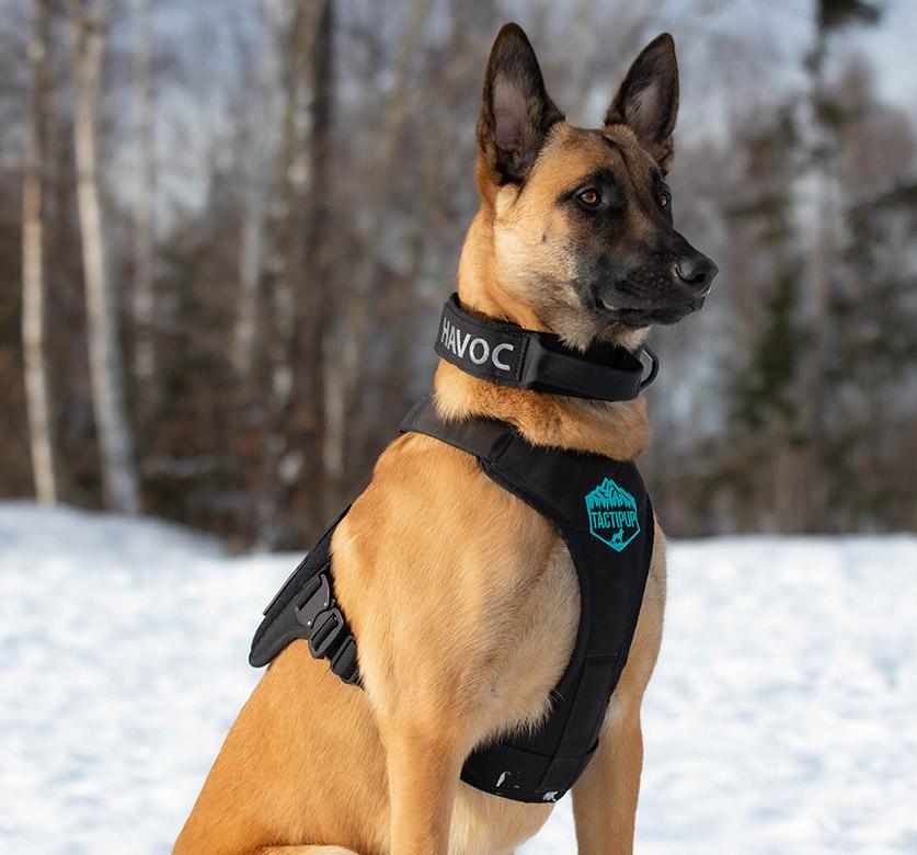 German Shepard with Tactical Harness