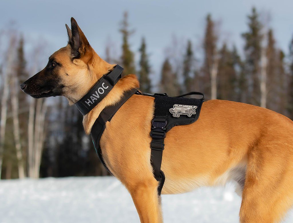 German Shepard Dog with Harness