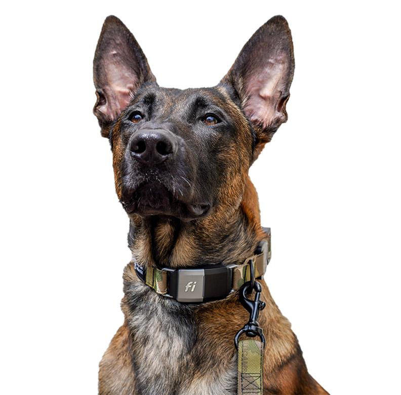 Otis  Fi Smart Dog Collar
