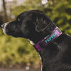 black lab purple dog collar