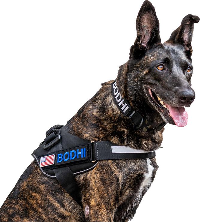 IDC Powerharness Tactical Dog Harness