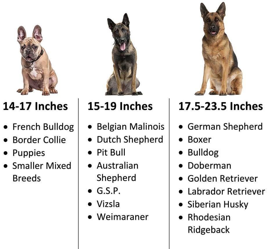 Australian Shepherd Size Chart