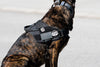 Julius K9 Stealth Harness